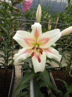 [1756 Bonbini No01.JPG]